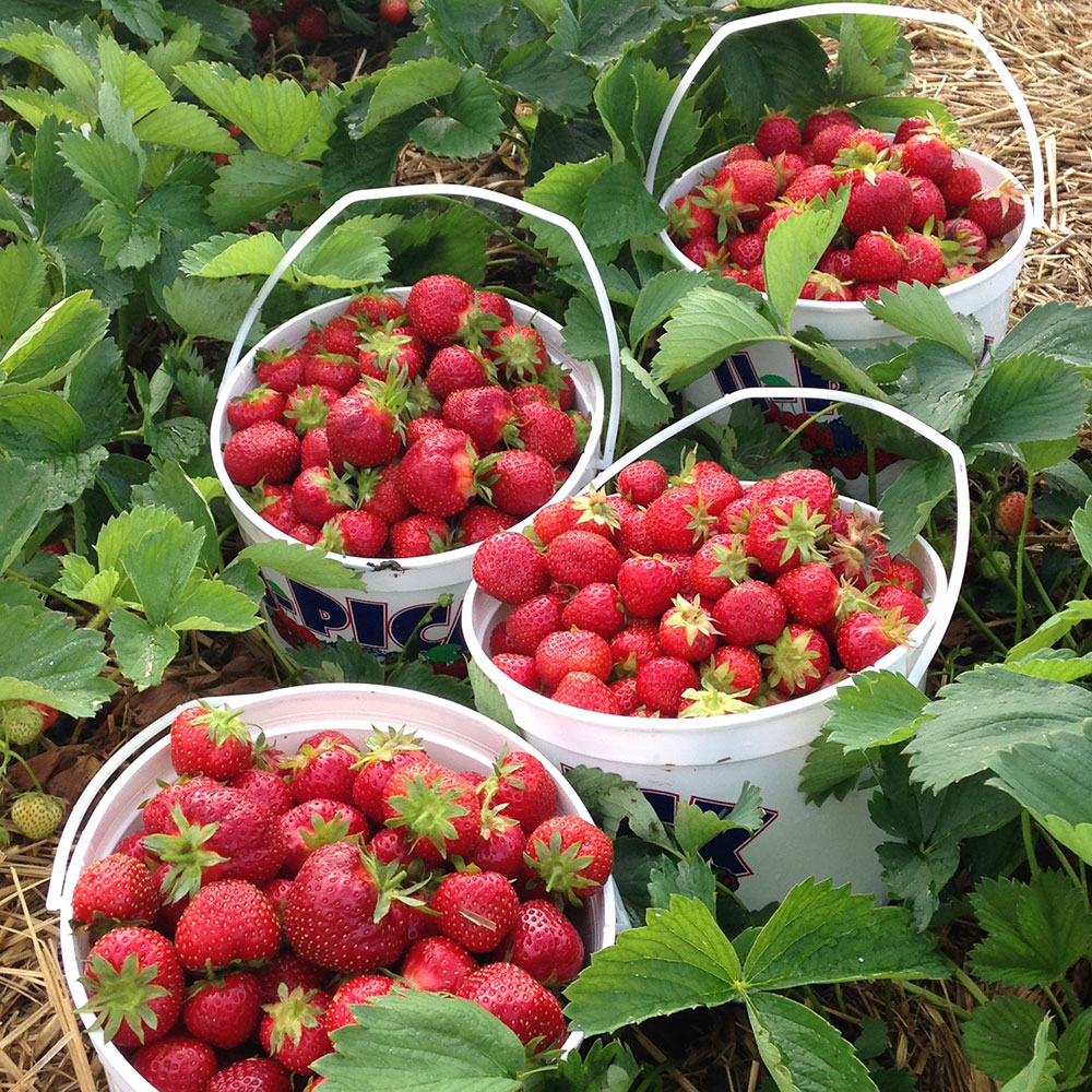 fruit picking near me mountain fruit fruit picking near me mountain fruit